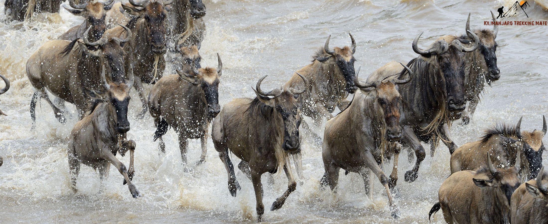 Wildebeest Migration Safari
