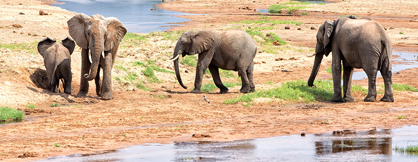 Tanzania family Safari