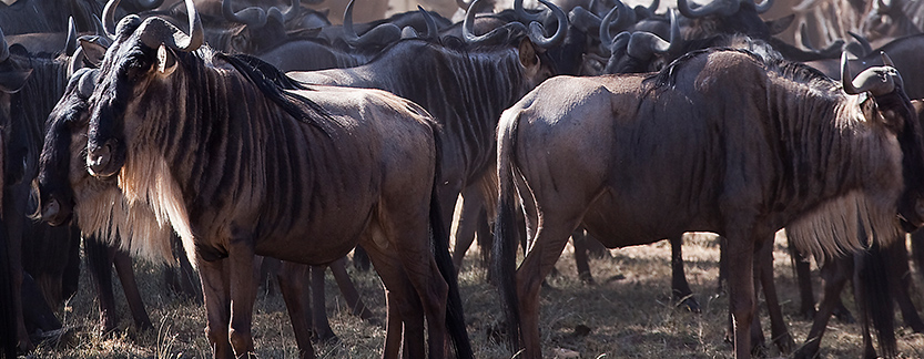 Serengeti migration safari