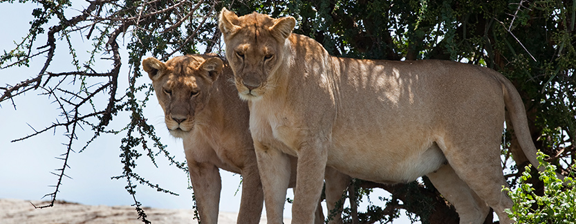 Tanzania romantic holiday