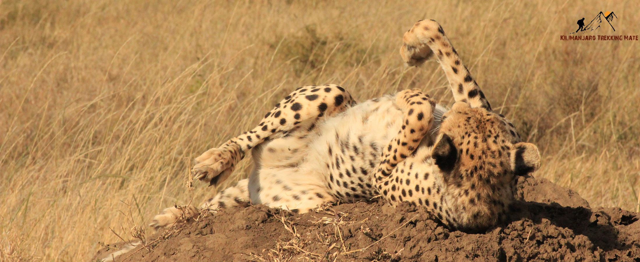 Wildebeest Migration Safari