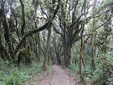 Kilimanjaro day trip
